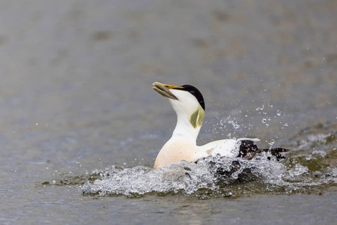 Common Eider (Somateria mollissima), drake on the water, duck birds (Anatidae), Aventdalen,