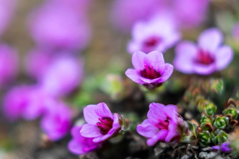 Red saxifrage (Saxifraga oppositifolia), saxifrage family (Saxifragaceae), Jotunkjeldene,
