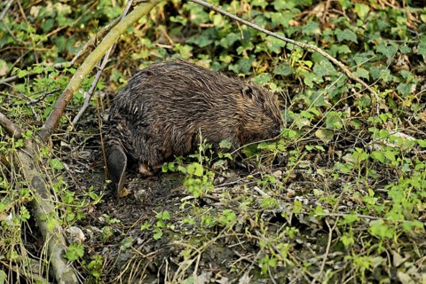Eurasian beaver, European beaver (Castor fibre), eating leaves on the bank of a stream, Canton Zug,