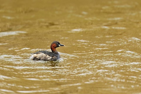 Red-breasted merganser (Mergellus albellus), adult swimming, Flachsee nature reserve, Canton