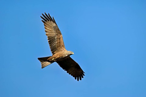 Black Kite (Milvus migrans), in flight, lower view, Flachsee nature reserve, Freiamt, Canton