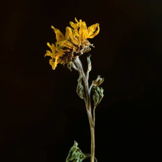 A dried sunflower stands elegantly with its withered petals and textured stem, capturing the beauty