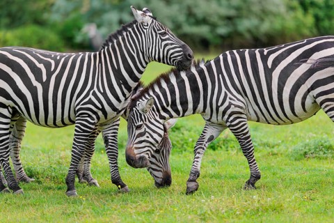 Three Grant's zebras (Equus quagga boehmi) graze head to head in a green meadow. Kenya