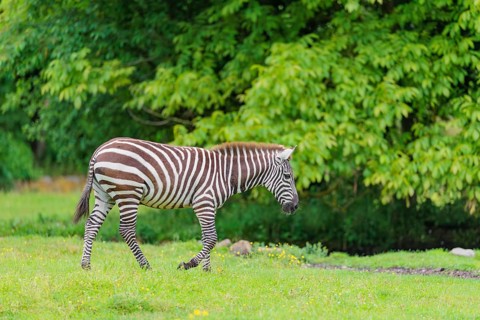 A Grant's zebra (Equus quagga boehmi) stands in a green meadow. Kenya