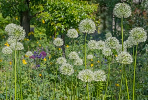 Allium blossom in the district educational garden, Burgsteinfurt, Münsterland, North
