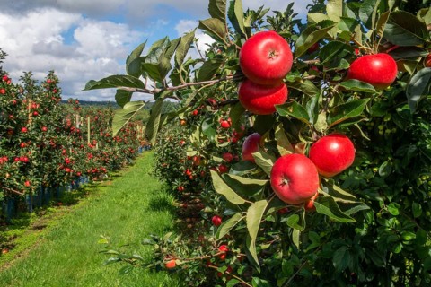 Red apples type Discovery in apple orchard in Rörum, Österlen fruit district, Simrishamn