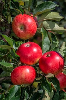 Red apples type Discovery in apple orchard in Rörum, Österlen fruit district, Simrishamn