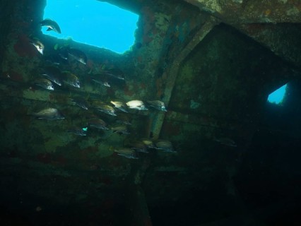 Sea ravens (Sciaena umbra) swim underwater in an old, rusty shipwreck. Dive site wreck of the