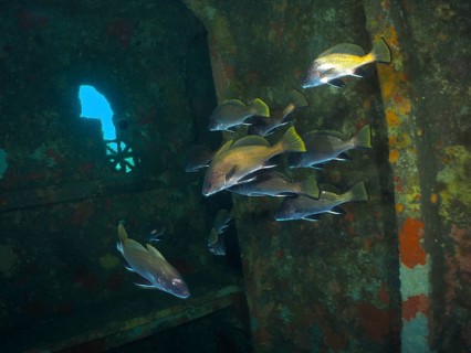 Sea ravens (Sciaena umbra) swim underwater near the wall of a rusty shipwreck. Dive site wreck of