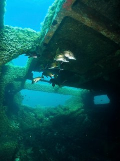 Algae-covered structures of a shipwreck under water with sea ravens (Sciaena umbra), dive site