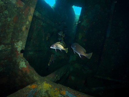 Dark shipwreck under water with passing sea ravens (Sciaena umbra) and blue lighting. Dive site