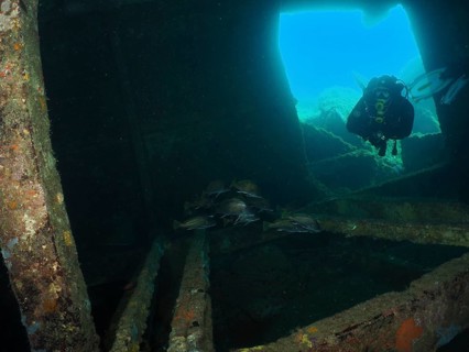 A diver examines a shipwreck with a group of common seals (Sciaena umbra) underwater. Dive site