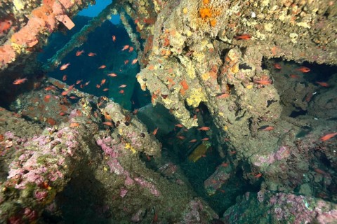 Inner part of a shipwreck with schools of fish in the underwater world. Dive site wreck Michel C,