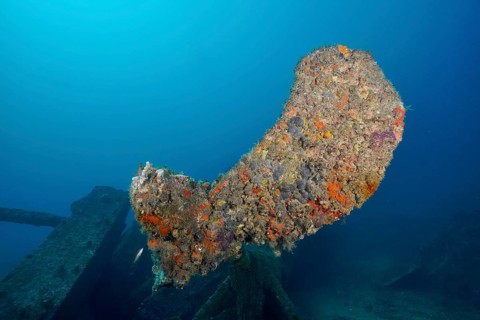 Large overgrown propeller of a shipwreck rises in front of blue water. Dive site wreck Michel C,