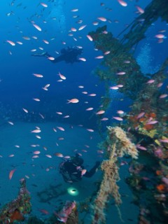 Divers and bright pink fish around a rusty shipwreck in the depths. Dive site wreck Le Grecq, Giens