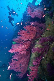 Violescent sea-whip (Paramuricea clavata) growing on a shipwreck in blue water full of marine life.
