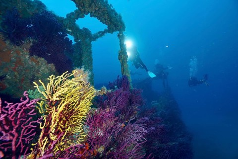 Divers explore a shipwreck surrounded by colourful Violescent sea-whips (Paramuricea clavata) and