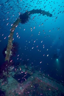 Fish move over mysterious parts of a shipwreck, behind them a diver. Dive site wreck Le Donator,