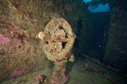 Overgrown rotating wheel in a mysterious shipwreck. Dive site wreck Le Donator, Giens peninsula,