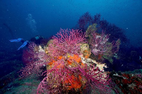 Violescent sea-whip (Paramuricea clavata) growing on a shipwreck. Diver in the background. Many