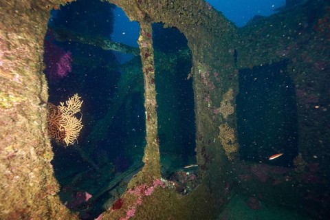 Interior of a shipwreck with windows, gorgonians and fish in a dark atmosphere. Dive site wreck Le