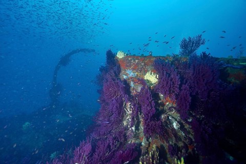 Purple overgrown shipwreck surrounded by a school of fish in the deep ocean. Dive site wreck Le