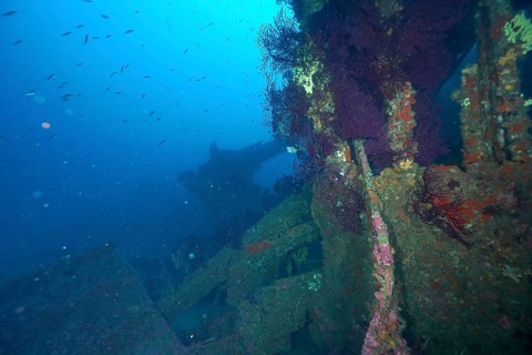 Rusty shipwreck overgrown with Violescent sea-whips (Paramuricea clavata), surrounded by a school