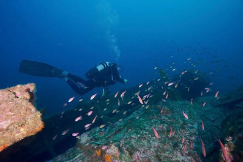 Diver swimming over a shipwreck, surrounded by numerous pink fish, Mediterranean flag perch