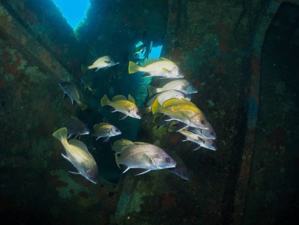 A group of common seals (Sciaena umbra) swimming in a rusty shipwreck underwater in the beam of