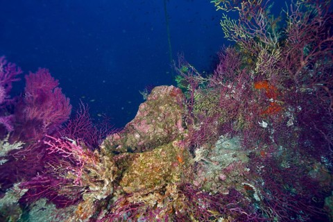 Violescent sea-whips (Paramuricea clavata) grow on a shipwreck under clear blue water. Dive site