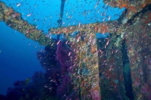 Numerous colourful fish, Mediterranean flagfish (Anthias anthias), swim around an old shipwreck