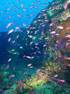 A diver penetrates a multicoloured shipwreck, surrounded by a multitude of small fish,