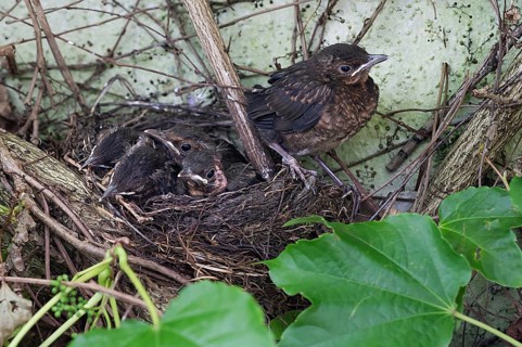 Five young, fledged blackbirds (Turdus merula) still in the nest, in the clutch, twelve days old,