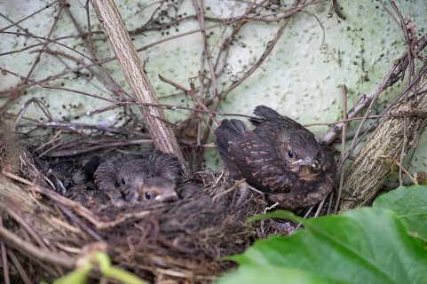 Five young, fledged blackbirds (Turdus merula) still in the nest, in the clutch, twelve days old,