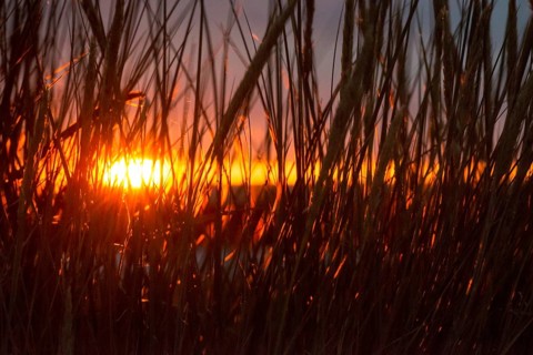 Intense red sunlight shimmers through tall grasses and creates a warm atmosphere, European Marram
