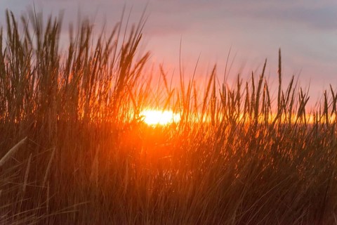 Intense red sunlight shimmering through tall grasses, warm atmosphere, European Marram Grass