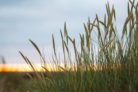 European Marram Grass (Ammophila arenaria (L.) Link, Syn.: Calamagrostis arenaria (L.) Roth), also