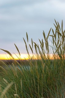 European Marram Grass (Ammophila arenaria (L.) Link, Syn.: Calamagrostis arenaria (L.) Roth), also
