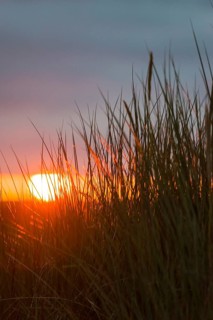 Intense red sunlight shimmers through tall grasses and creates a warm atmosphere, European Marram