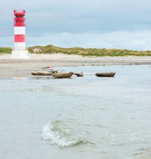 Several harbour seals (Phoca vitulina), seals, resting at low tide at the edge of the water, shore,