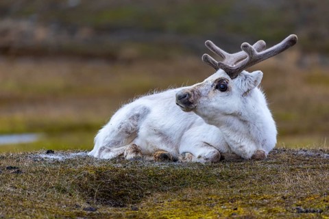 Svalbard skate (Rangifer tarandus platyrhynchus) resting in a meadow, Mammals (Mammalia),