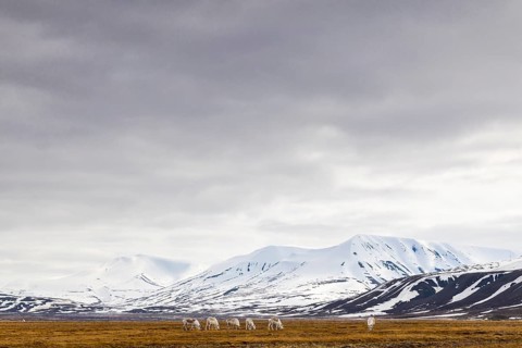 Group of Svalbard Rhen (Rangifer tarandus platyrhynchus) grazing off Snow Mountain, Mammals