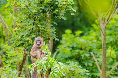 A female Drill (Mandrillus leucophaeus) sits high up in a tree, eating leaves. A green forest can
