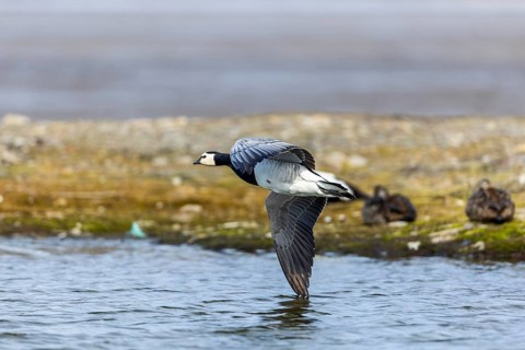 White-fronted Goose (Branta leucopsis), Geese (Anseriformes), in flight, Aventdalen, Longyearbyen,