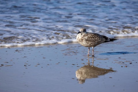 Seagull reflected in the sea, North Sea, Westerland, Sylt, Schleswig-Holstein
