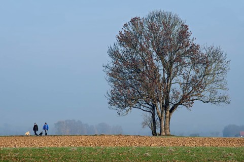 Walkers taking dogs for a walk, farmland in front of a group of ash trees, ash tree (Fraxinus