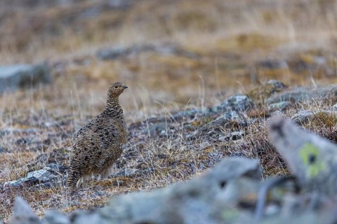 Ptarmigan (Lagopus), hen, hen birds (Galliformes), Longyearbyen, Svalbard, Spitsbergen