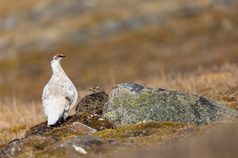 Ptarmigan (Lagopus), Pair, Chicken birds (Galliformes), Aventdalen, Longyearbyen, Spitsbergen,