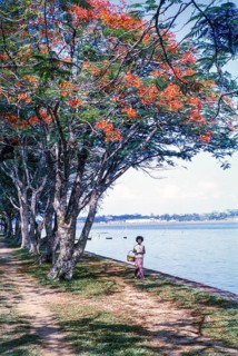 Red flowers of Royal Poinciana tree, Delonix regia, on the waterfront at Johor Bahru, Malaysia,