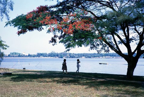 Red flowers of Royal Poinciana tree, Delonix regia, on the waterfront at Johor Bahru, Malaysia,